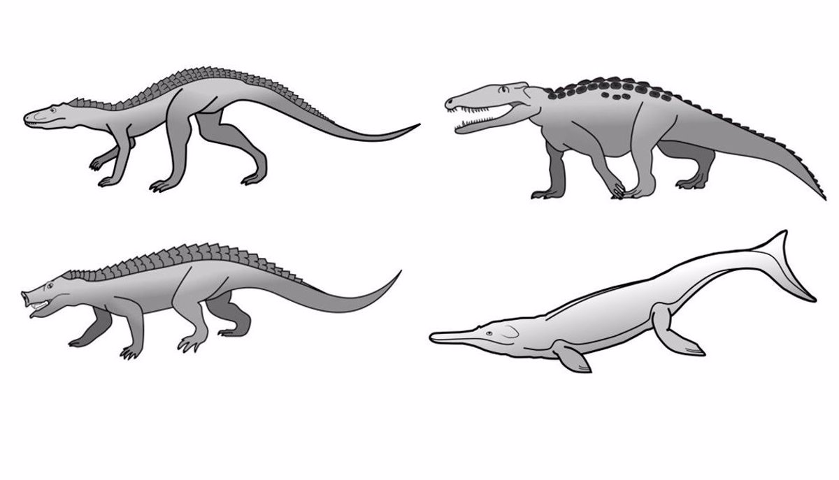 Por qué los cocodrilos han cambiado poco desde la era de los dinosaurios
