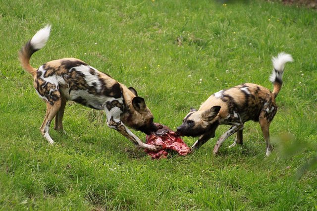 Perros salvajes se disputan una pieza de carne