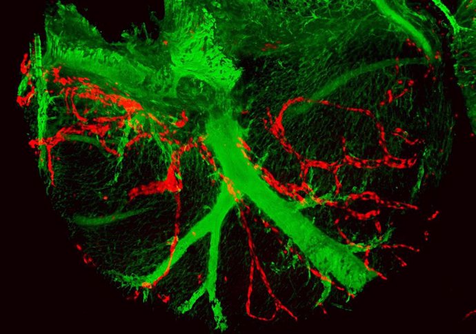 Se muestran en el corazón las arterias coronarias en verde y los descendientes de una única célula al endotelio de los vasos linfáticos coronarios en rojo.