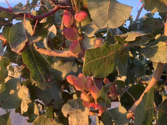 Cultivo de Pistachos.