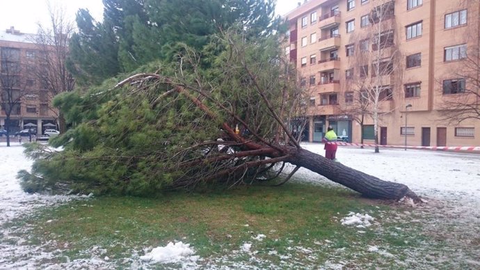 La nevada del pasado fin de semana ocasión numerosas intervenciones por daños en el arbolado de Logroño