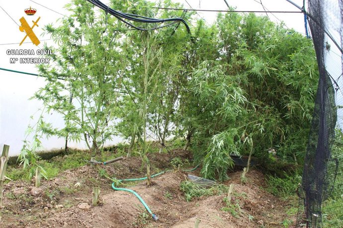 Foto de las plantas de marihuana en el invernadero