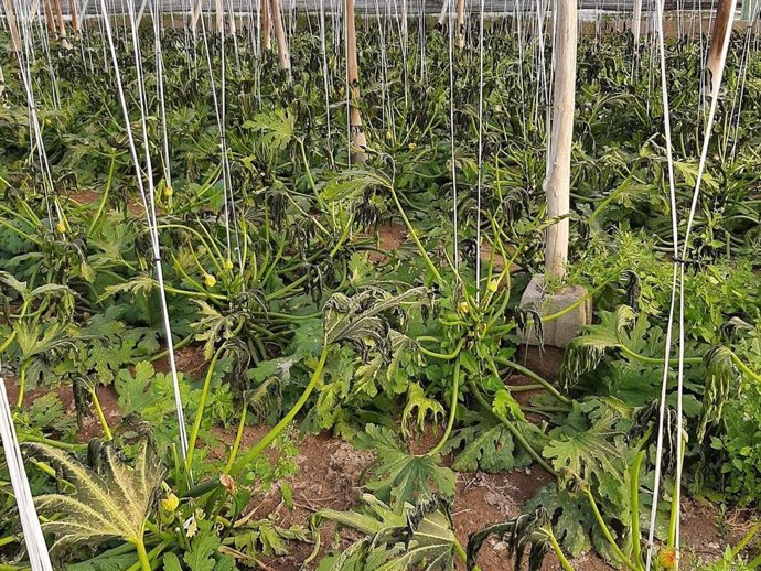 Planta de calabacin con los efectos de las bajas temperaturas en Níjar (Almería)