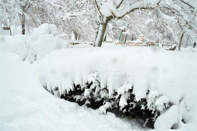 Árboles cubiertos de nieve