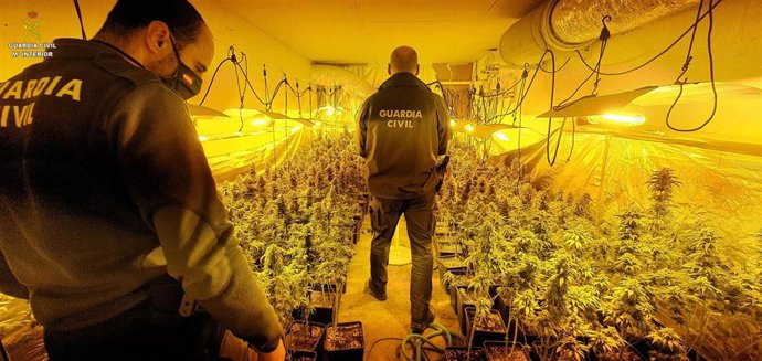 Plantación intervenida en Los Palacios