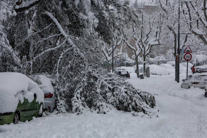 Una rama de un árbol, derrumbada por el peso de la nieve tras la nevada fruto de la borrasca Filomena, en Pozuelo de Alarcón, Madrid 