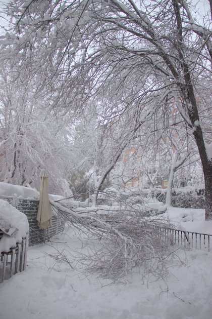 El Ayuntamiento de Madrid cifra en miles los árboles afectados por la  nevada y avisa de