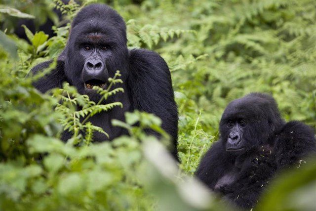 Gorilas de montaña en el Parque Nacional de Virunga, en República Democrática del Congo (RDC)