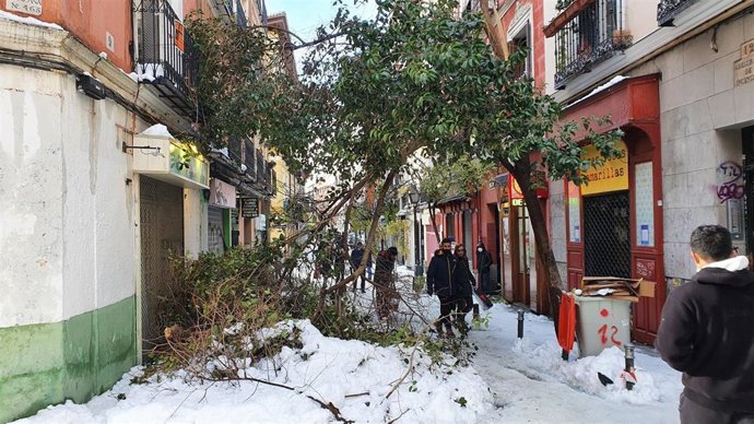 Árboles vencidos por la nieve en una calle de Madrid
