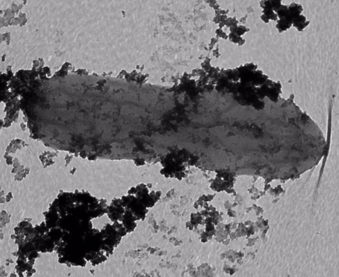 Esta célula de Geobacter, que se parece un poco a un maní gris en esta imagen de microscopio, está moteada con una capa oscura de minerales de cobalto que serían tóxicos para muchos organismos.