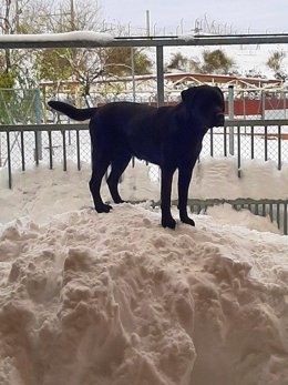 Un can de la Escuela de Perros Guía de la ONCE en Boadilla del Monte (Madrid), que ha permanecido aislada durante 48 horas por la acumulación de nieve tras el paso de la borrasca Filomena