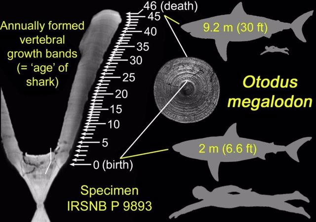 Estudio de vertebras de fósil de megalodón ha revelado su tamaño al nacer