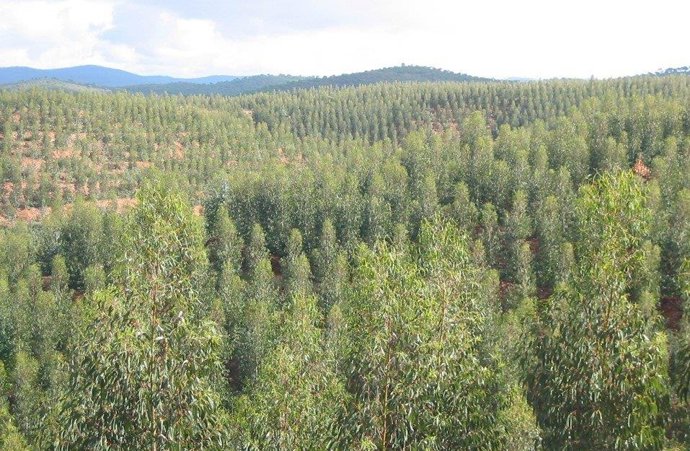 Imagen de un eucaliptal en la provincia de Huelva.