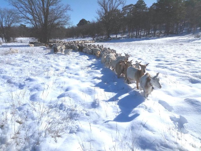 ASAJA CLM alerta de las graves repercusiones que el temporal tendrá para la ganadería extensiva