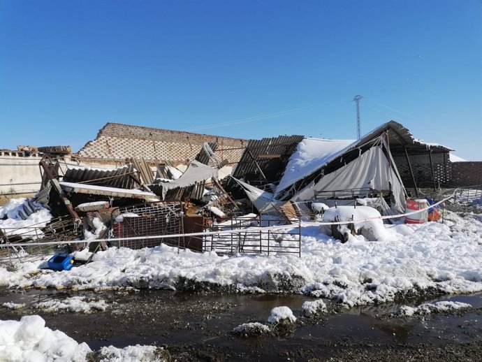 La nevada provoca el derrumbamiento de una nave ganadera en villaseca de la sagra con 400 ovejas dentro