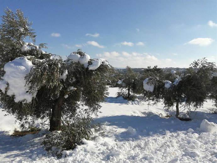 Jarc pide ayudas directas para los productores afectados por la borrasca 'Filomena'.