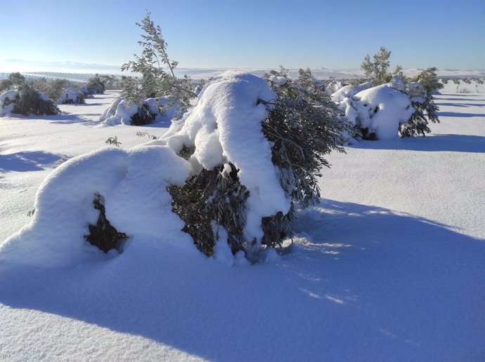 Olivos con nieve tras el paso de Filomena por España