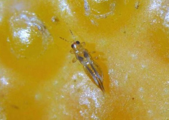 Plaga Scirtothrips aurantii