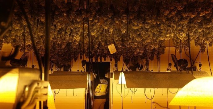 Intervenidas 695 plantas de marihuana en dos viviendas de Vélez-Málaga