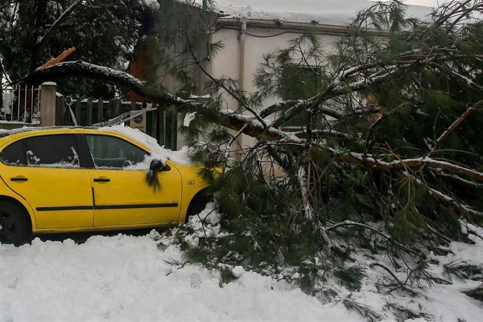 Un árbol derrumbado sobre un coche, tras la nevada fruto del temporal Filomena, en Pozuelo de Alarcón