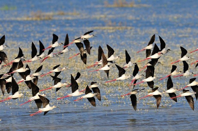 Imagen de archivo de aves en Doñana, uno de los nueve enclaves andaluces que son Reservas de la Biosfera.