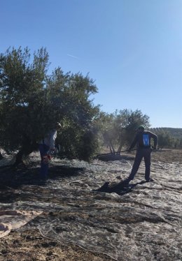 Recolección de aceituna en un tajo de Porcuna.