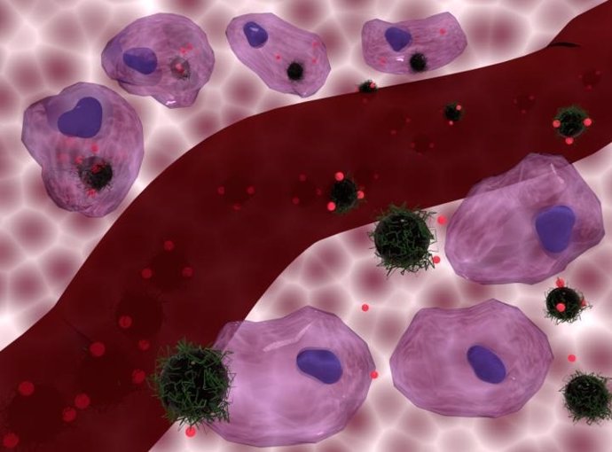 Los portadores de nanocompuestos cargados de doxorrubicina son internalizados por las células (en la parte superior) y permanecen fuera de las células (en la parte inferior), con un vaso sanguíneo en el centro.