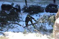 Más de 220 de las intervenciones de los bomberos de Madrid desde el pasado viernes están relacionadas con el arbolado