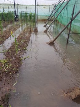 Plantación de Chipiona inundada