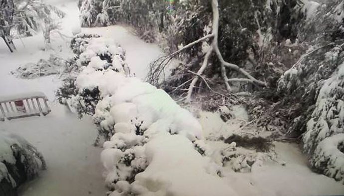 Rama de un árbol caída por los efectos de la intensa nevada caída provocada por 'Filomena' sobre el Real Jardín Botánico del Consejo Superior de Investigaciones Científicas (CSIC), que permanece cerrado al público.