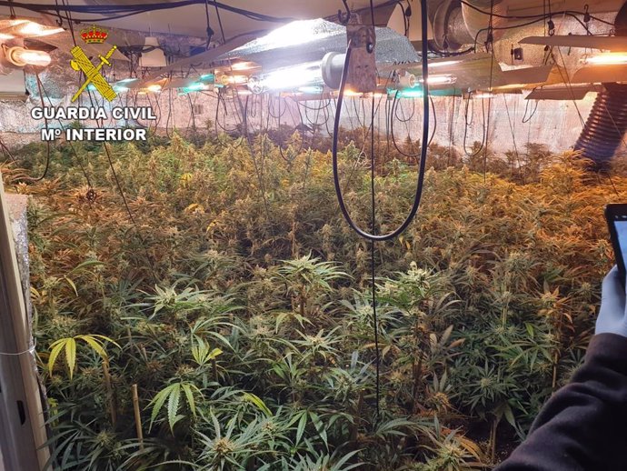 Detenidas tres personas por el cultivo de 732 plantas de marihuana en Noez
