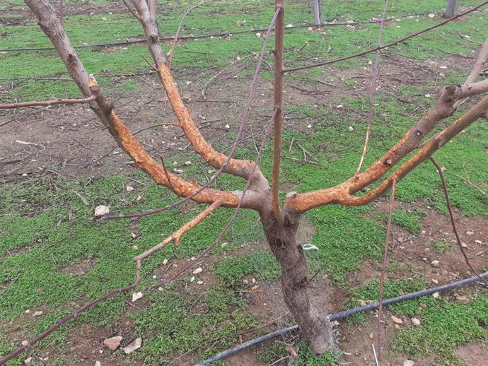 Daños de los conejos en árboles frutales en Alcarrs.