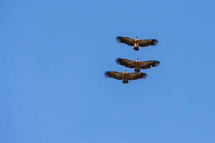 Buitres leonados sobrevuelan el cielo durante la XV Feria Internacional de Turismo Ornitológico celebrada en el Parque Nacional de Mongragüe en Cáceres (España) a 29 de febrero de 2020.