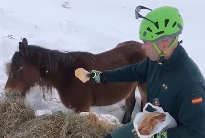 Yegua atrapada por la nieve
