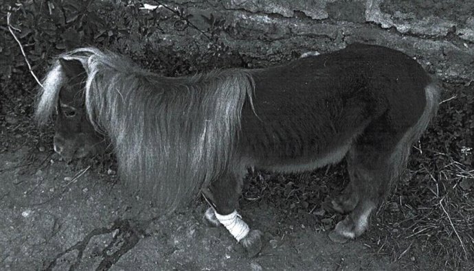 Poni localizado por la Policía Nacional amarrado en una rambla de Almería