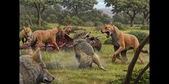 2. El ADN antiguo desvela los secretos del lobo huargo, famoso gracias a la serie 'Juego de Tronos'