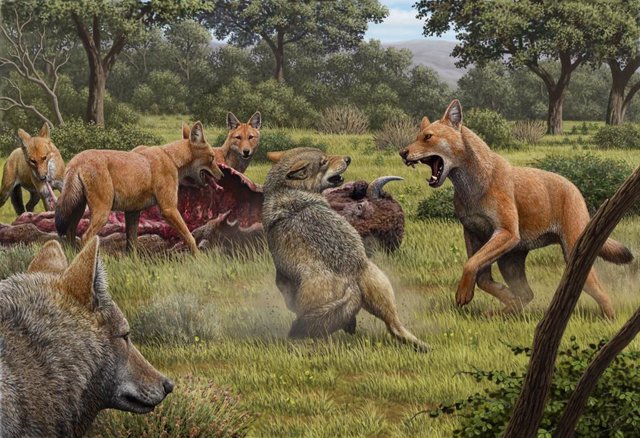 En algún lugar del sudoeste de Norte América, durante el Pleistoceno Tardío, un grupo de lobos huargos (Canis dirus) se alimentan de un bisonte recién cazado, que un par de lobos (Canis lupus) se acercan para intentar carroñear algo para comer.