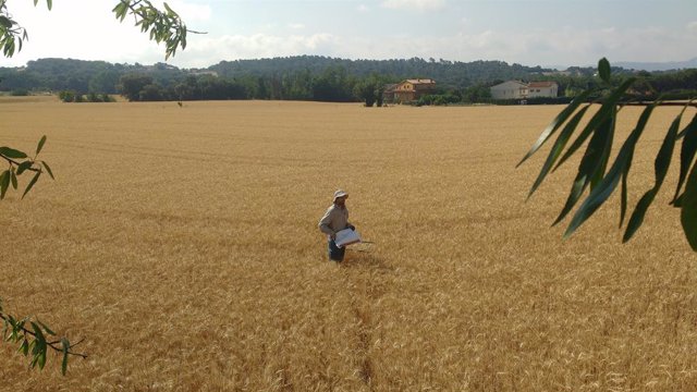 Campo de trigo en Franquesas del Vallés (Barcelona), uno de los analizados en el trabajo