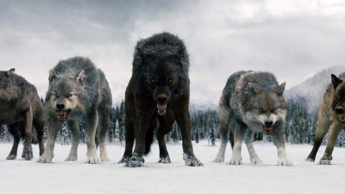 ADN revela cómo eran los lobos que inspiraron a los de Juego de Tronos