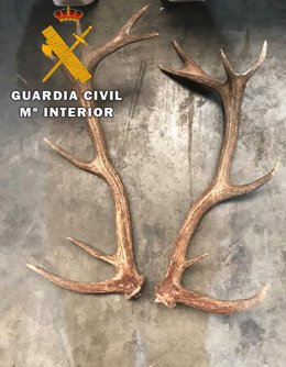 Cuernas recuperadas por la Guardia Civil,