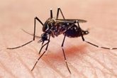 Foto: Científicos encuentran un anticuerpo que bloquea el virus del dengue
