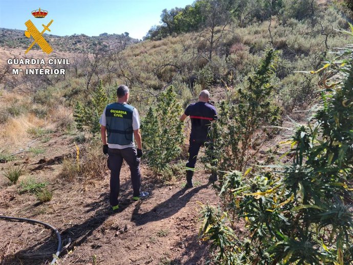 La Guardia Civil interviene en la plantación de marihuana.