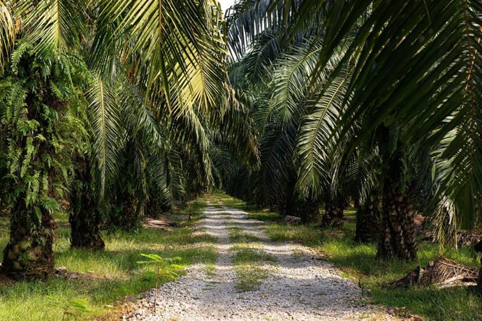 Plantación para la producción de aceite de palma en el sureste asiático.