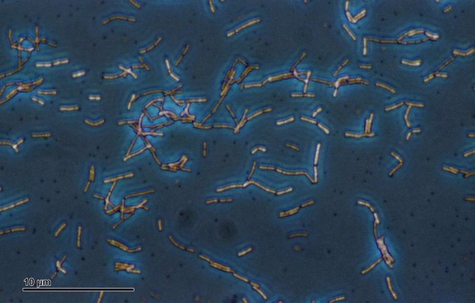 Imagen al microscopio de Lactobacilus acidophilus, una bacteria que ha sido empleada para llevar a cabo esta investigación.