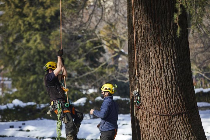 Dos operarios arreglan los desperfectos en los árboles del Real Jardín Botánico, en Madrid, (España), a 14 de enero de 2021. El ministro de Ciencia e Innovación, Pedro Duque acude al recinto para conocer de primera mano los desperfectos causados por la 