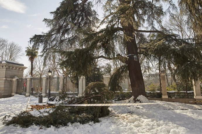 Árboles caídos en una zona cercana al Real Jardín Botánico como resultado de la gran nevada provocada por la borrasca 'Filomena', en Madrid, (España), a 14 de enero de 2021. La Junta de Gobierno del Ayuntamiento de Madrid, quien ha estimado que los daño