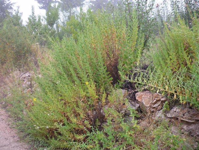 Las hojas de Inula viscosa, un arbusto mediterráneo perenne, contienen un compuesto que mata a las 'amebas comecerebros'.