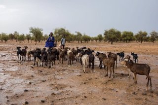 Pastores con su rebaño en el Sahel