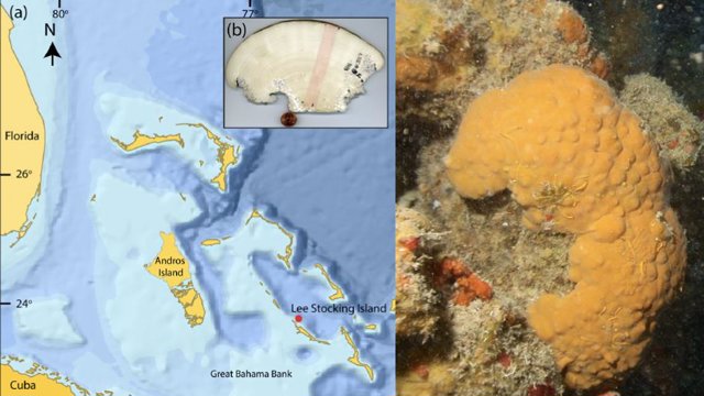 Una esponja marina aporta un registro climático de 600 años