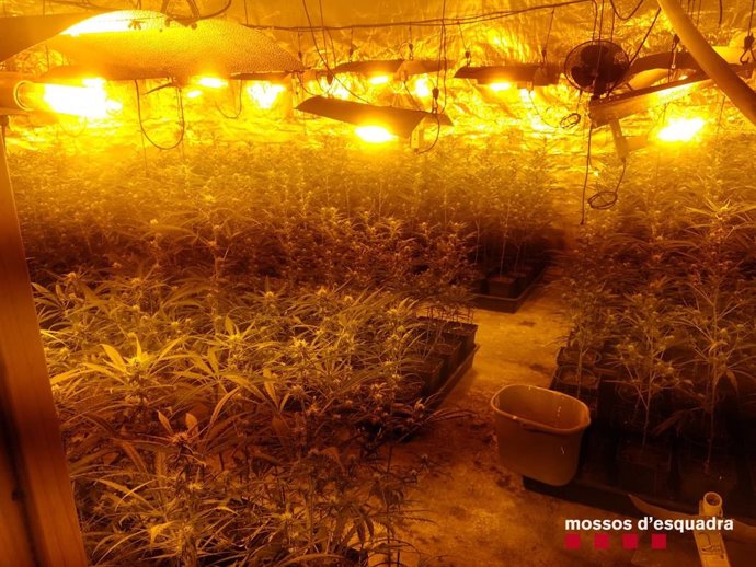 Dos detenidos en Cabrera d'Anoia (Barcelona) por cultivar marihuana en una casa.